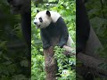 Le Le Has Found The Perfect Treehouse | iPanda #shorts