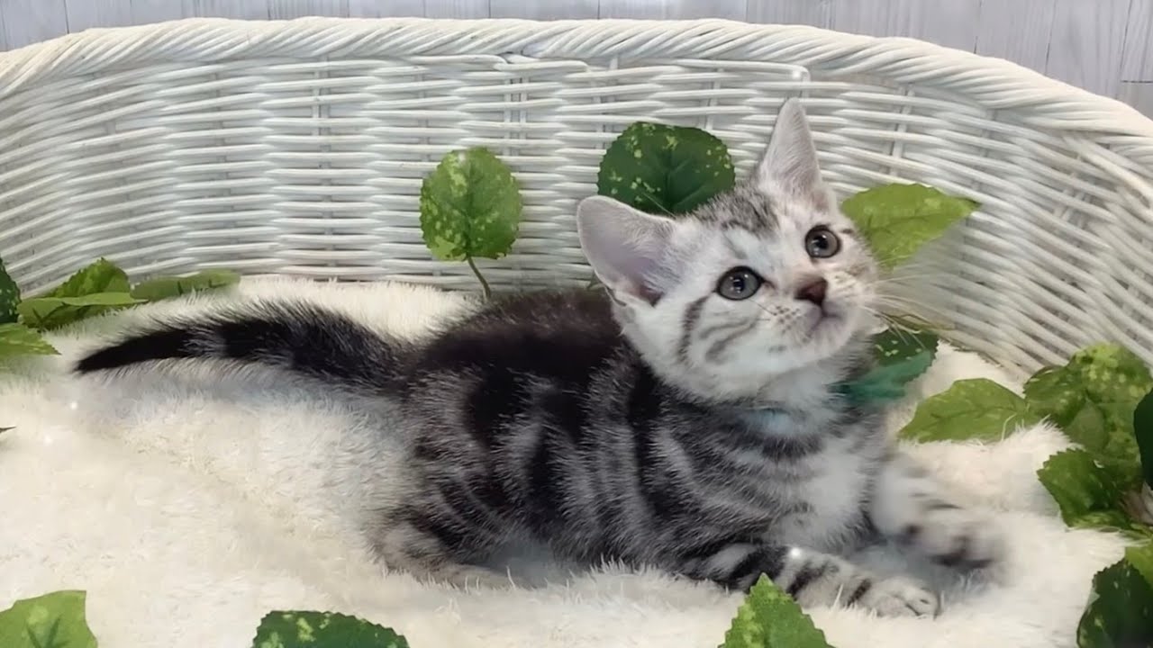 アメショーcat アメリカンショートヘア♀2512F0297 - YouTube