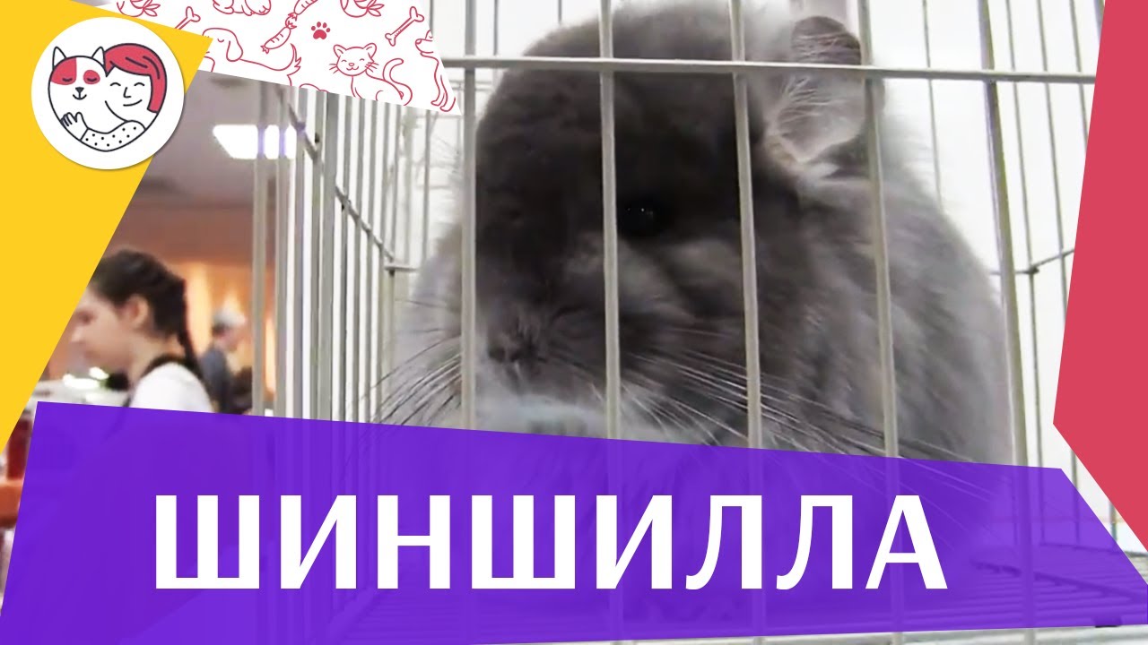 Шиншилла Среда обитания на ilikepet - YouTube