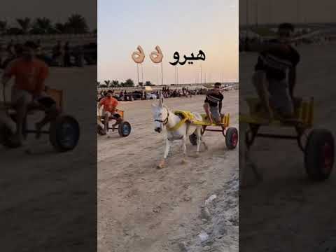 هيرو يكتحس البحرين سار حمير 