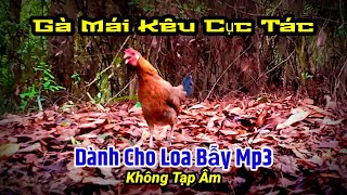 Tiếng Gà Mái Rừng Kêu Cục Tác Đẻ Mp3 | Hoàng Thắng