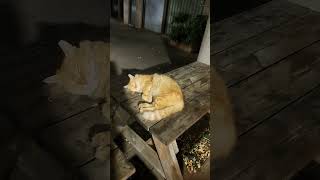 кошка  спит  на столе  на  улице