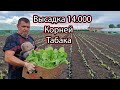 [Высадка Табака в Грунт]  Под Капельное Орошение