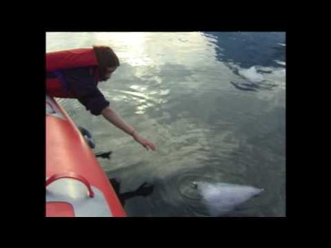 Piece Breaks off an Iceberg in Newfoundland Canada Piece Breaks off an Iceberg in Newfoundland Canada