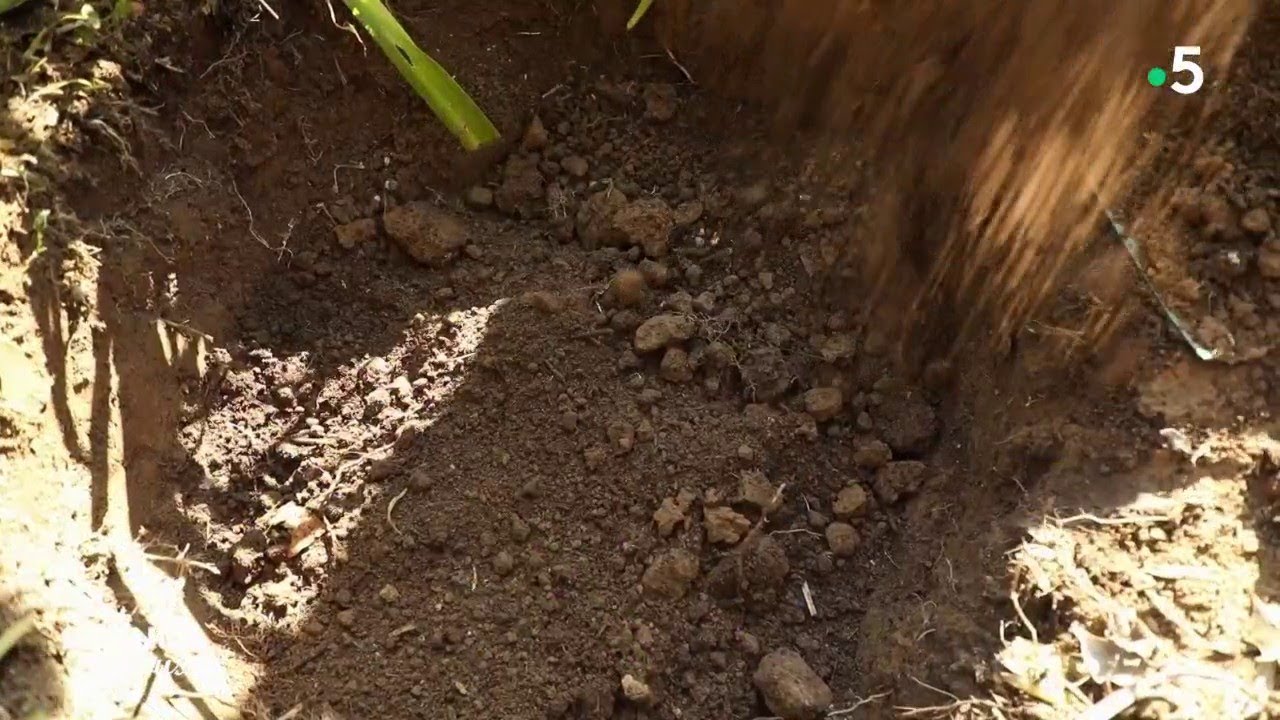 Découverte : les bonsaïs - Silence, ça pousse !
