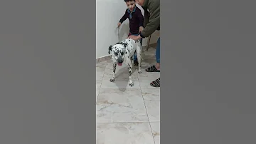 ضمانة الكلب الدلميشن دلميشن Delmation 