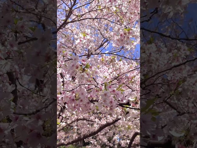 제주 벚꽃 보여줄게🌸