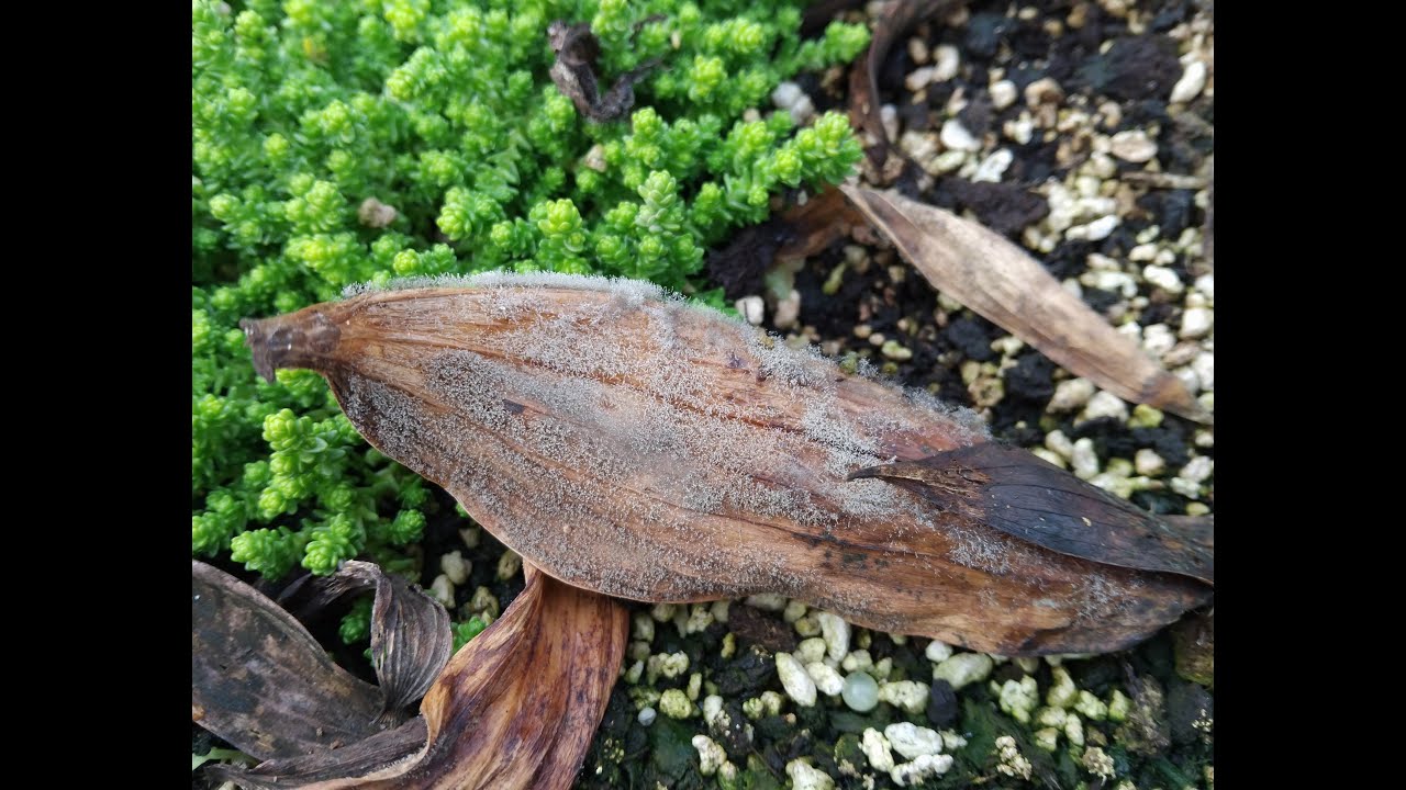 Коллекция лилий S02E39 — Чтобы избежать весеннего заражения серой гнилью, собирайте листья осенью...