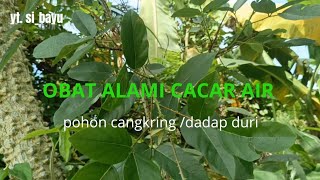'OBAT ALAMI CACAR AIR' LEBIH MENGENAL POHON CANGKRING/ DADAP DURI/CENGKERING..#CANGKRING #DADAPDURI 