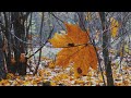Красивая Природа в Осеннем Лесу под музыку  Для Релаксации и для Души | Золотая Осень |  4K Ultra HD