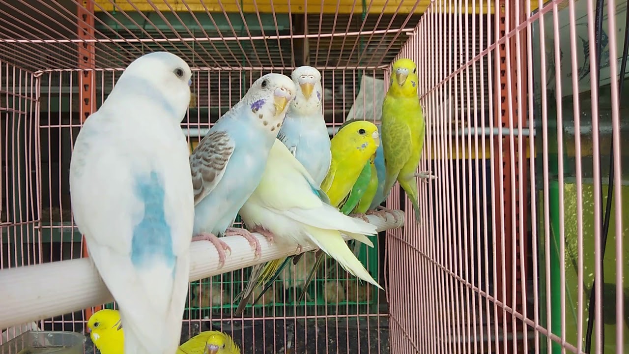 Budgie / Burung Baji