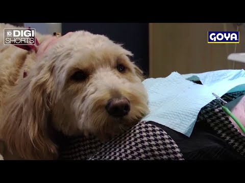 Dog gets important job at dentist’s office