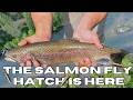 Fishing the Salmon Fly Hatch and Camping in Oregon | Chasing Water EP. 20