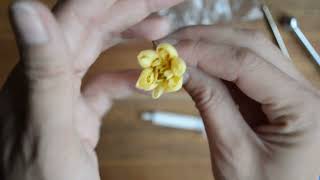 видео: роза пионовидная картинка: роза пионовидная