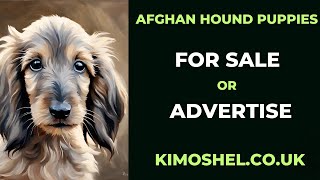 Afghan Hound puppies for sale or advertise