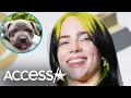 Billie Eilish Adopts Incredibly Adorable Pit Bull Puppy