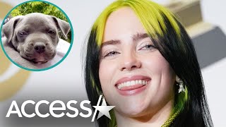 Billie Eilish Adopts Incredibly Adorable Pit Bull Puppy
