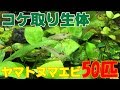 【コケ取り生体】ヤマトヌマエビ50匹導入～検証四日間～