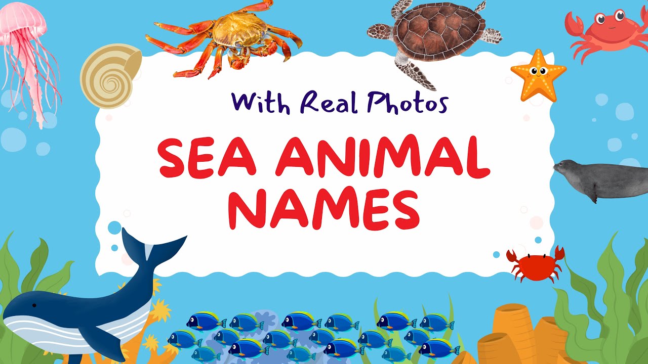 Sea Animal Names for Babies, Toddlers & Kids | Learn Ocean Animals with ...