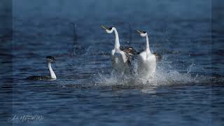 Grebes of Calero Reservoir