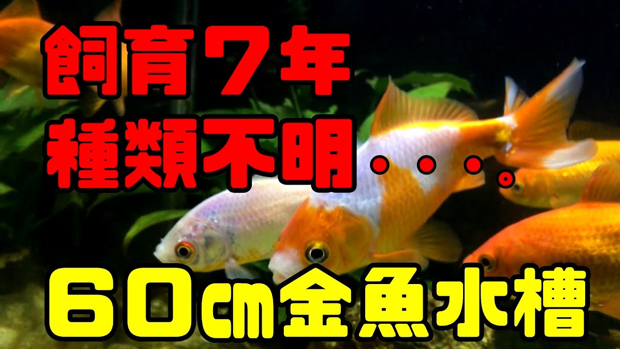飼育７年以上 金魚混泳60cm水槽 アクアリウム Youtube