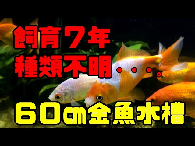 Breakers Aquariumの人気動画 Youtubeランキング Breakers Aquariumの人気動画 Youtubeランキング