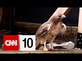 Wildlife Rescue and Rehabilitation