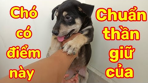 Chó 4 mắt, bạc má, yếm ngực, chân huyền đề kép rất thông minh.