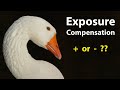 Wildlife Photography: How to Use Exposure Compensation