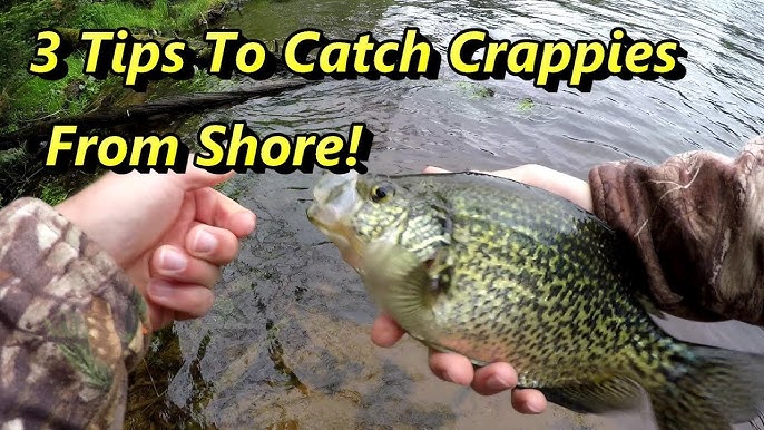 These 4 Crappie Baits Kill Crappies In Heavy Cover… 