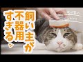 不器用な主に文句を言いまくる猫のおもしろ劇場【総集編】