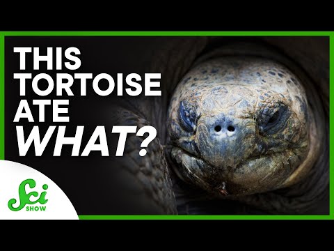 This Tortoise Has a Taste for Blood | SciShow News thumbnail