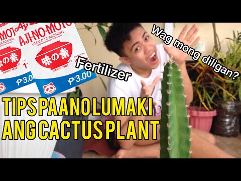 HOW I GROW MY CACTUS / CACTI ( Hildewinteria aureisipina ) PAANO LUMAKI ANG CACTUS PLANTS 🌵