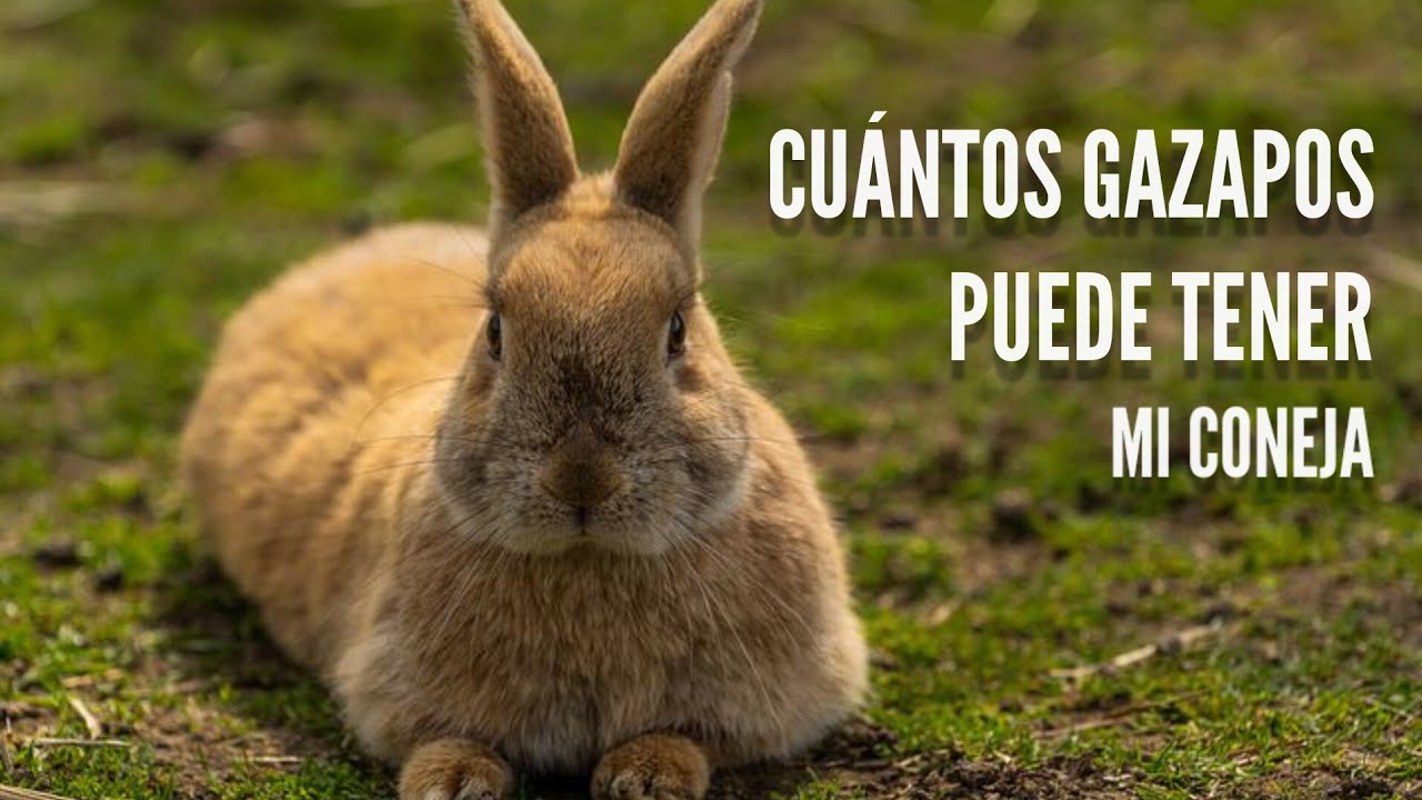 cuantos CONEJOS puede TENER una CONEJA / 🐇 Cuantas crias tienen los