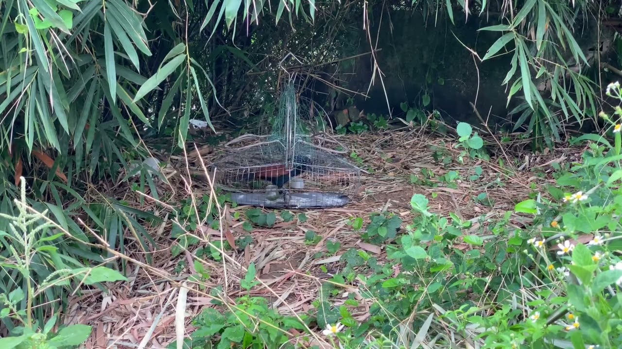 Bẫy bìm bịp gặp bổi trận Ko về