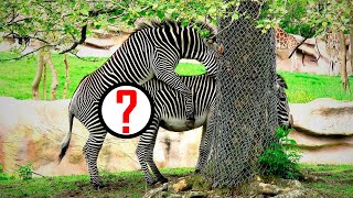 ZEBRA MATING: A phenomenon that's going viral on YouTube.