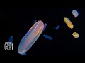 Help you fall asleep 12 HRS, Fantastic Comb💨Jellyfish like a🚀Space Airship. 時を忘れて見入る宇宙飛行船🦠ウリクラゲ。