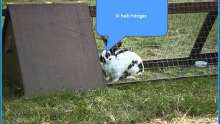 Stripverhaal Robbe Arne