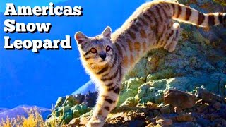 Andean Mountain Cat Doentary.