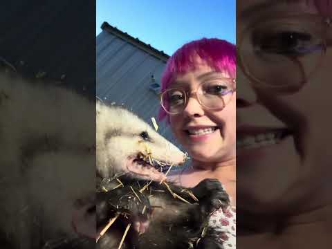 Opossum rescue compilation ✨