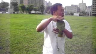 鸚鵡~黃領帽學飛記2~990822~10