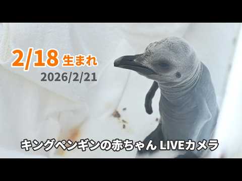アーカイブ】キングペンギンの赤ちゃんライブカメラ（2026/2/21