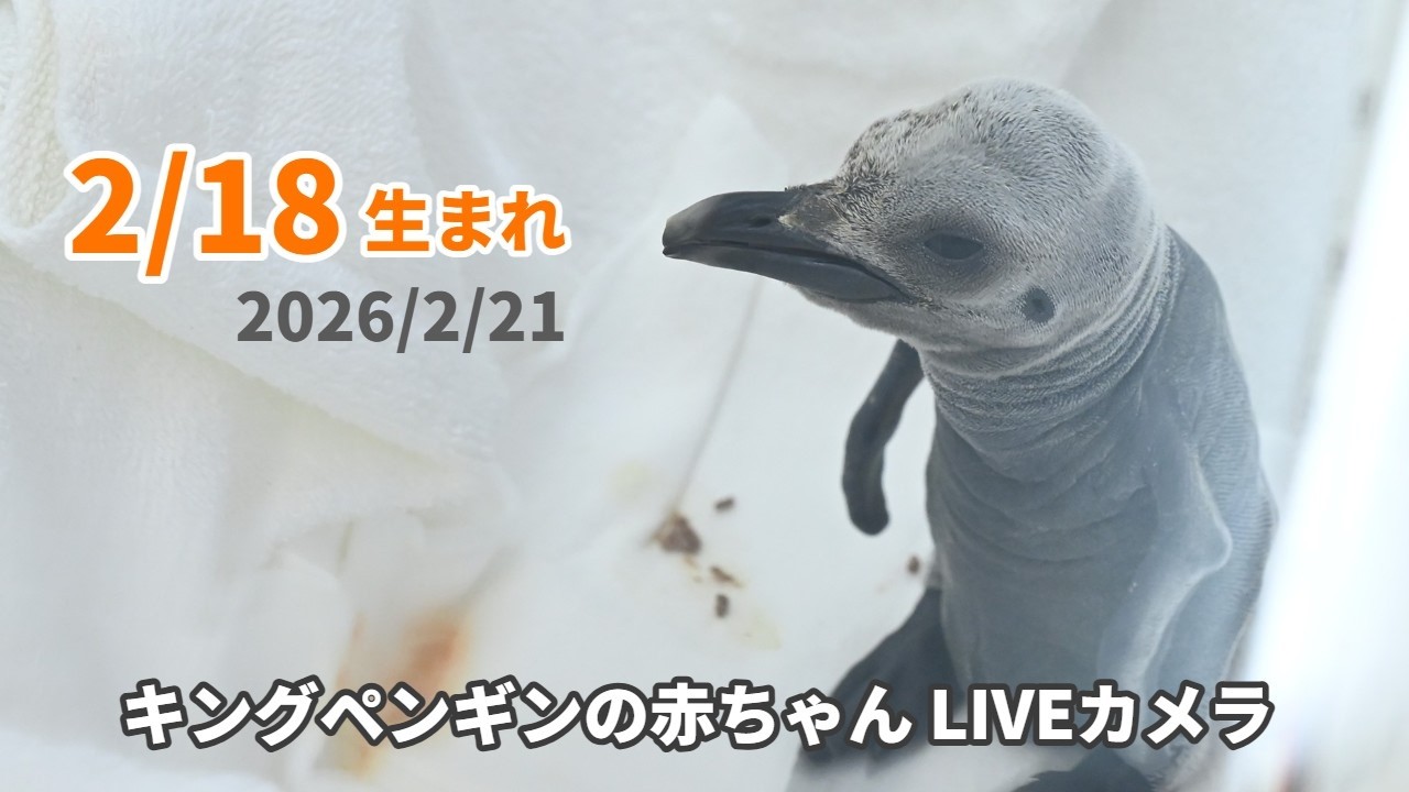 アーカイブ】キングペンギンの赤ちゃんライブカメラ（2026/2/21