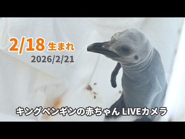 アーカイブ】キングペンギンの赤ちゃんライブカメラ（2026/2/21