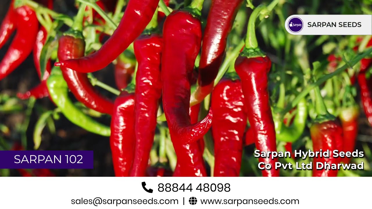 సర్పన్ బైడాగి మిరప విత్తనం | Sarpan Byadgi Chilli Seeds | Best Hybrid Seeds | Telugu