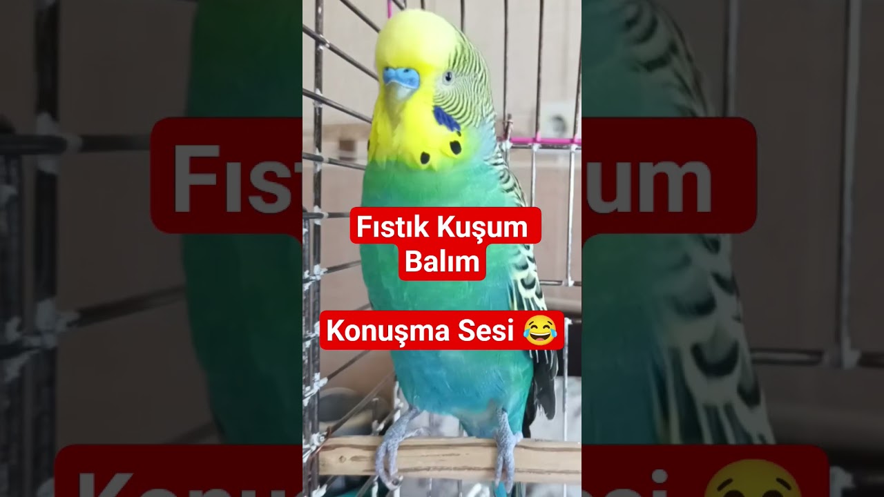 Muhabbet kuşu Konuşturma Eğitimi #muhabbetkuşu #muhabbetkuşufıstık #muhabbetkuşusesi