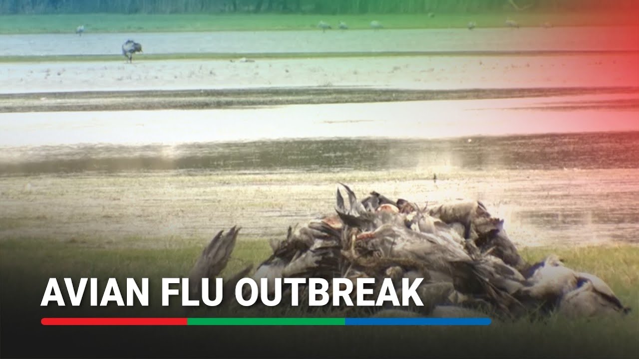 Avian flu kills more than 1,000 cranes in Germany | ABS-CBN News - YouTube