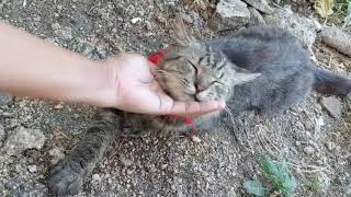 Relaxing cat 😌 🐈 by Hermenia Sacyap 106 views 10 days ago 3 minutes, 11 seconds