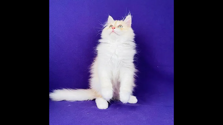 Watch the video about Beautiful Siberian kittens!