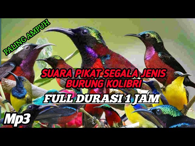 Suara Pikat Semua Jenis Burung Kolibri_Full Durasi 1jam_100% AMPUH class=